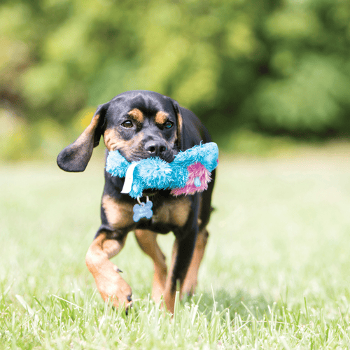 دمية كلب حجم وسط كوزي (كينج ليون)