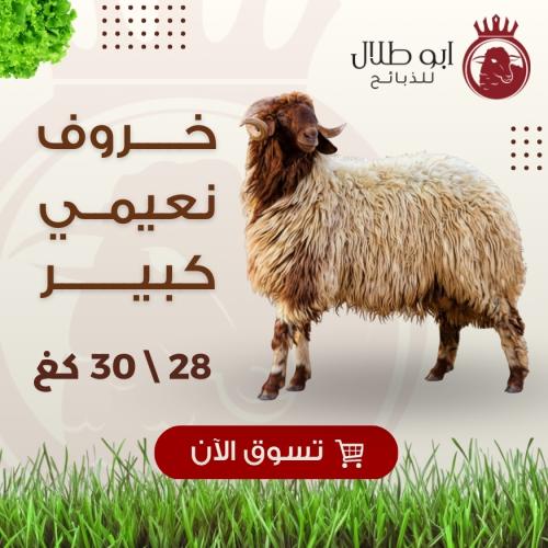 خاروف نعيمي كبير