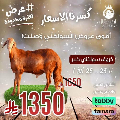 خاروف سواكني كبير ( عرض )