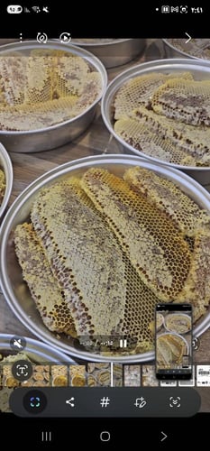 صحن شمع سدر مع قرضة وقتاد ملكي صافي 100 ٪