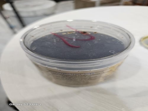 نصف كيلو عسل طلح حايل