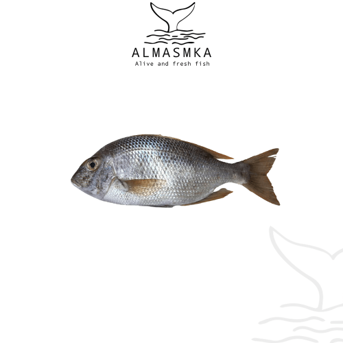 سمك شعور القمر