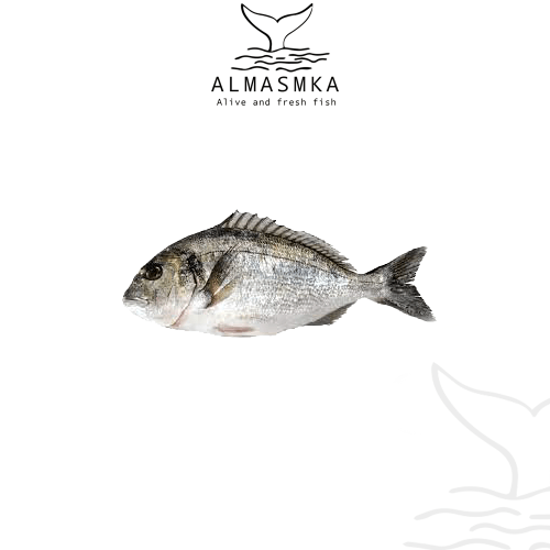 سمك الدنيس ( السبريم )