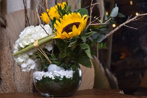 فازة دوار الشمس & هيدرنجا