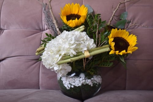 فازة دوار الشمس & هيدرنجا