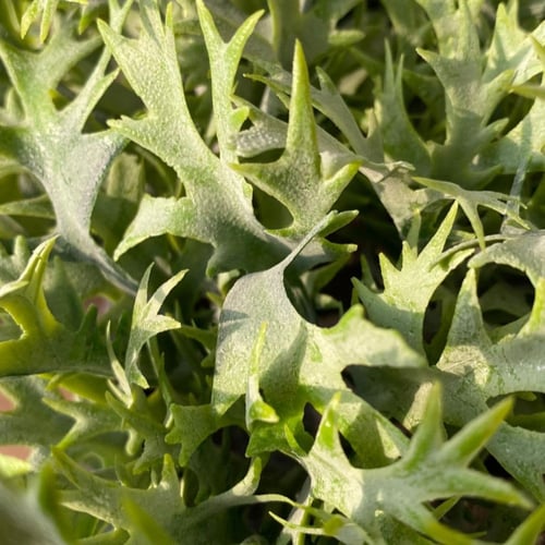 مركن زرع صناعي