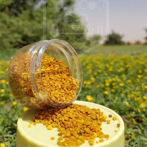 حبوب لقاح اسباني