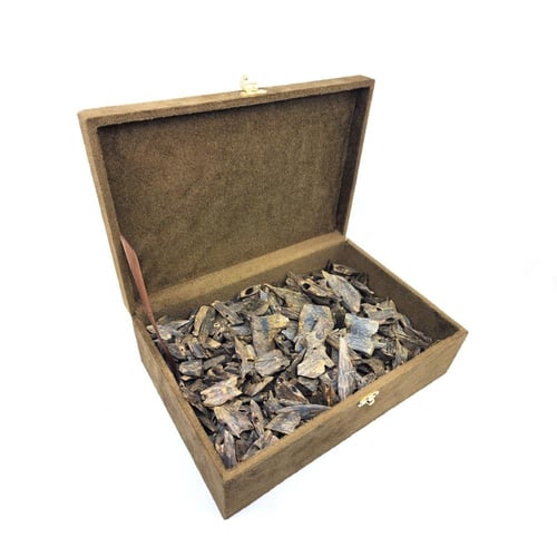 عود صيني كينام تربل طبيعي مستزرع