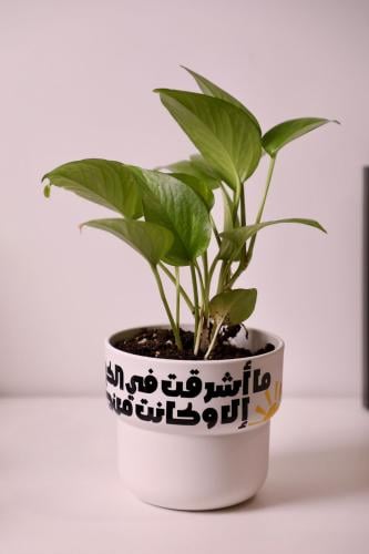 هدية المعلم ( اصيص ونبتة )