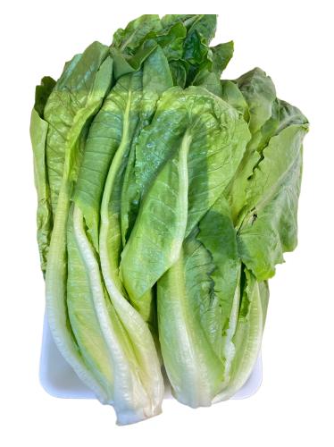 خس طويل حبة