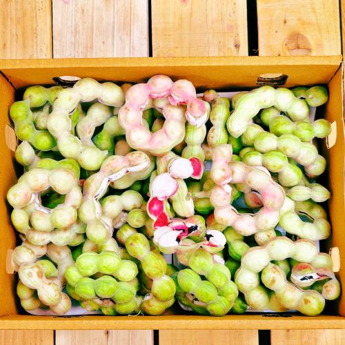 لوز هندي استوائي