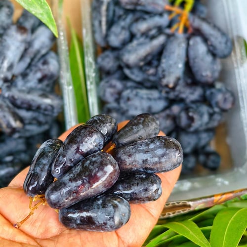 عنب الياقوت