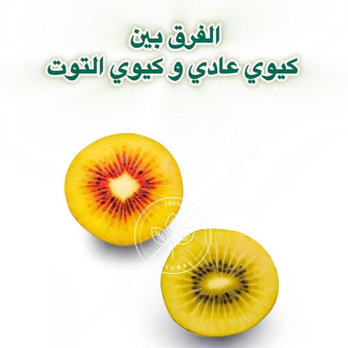 كيوي أحمر بالتوت