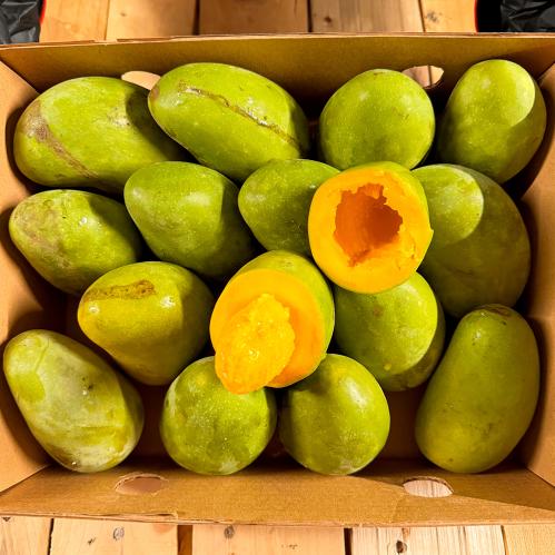 مانجو جازان الهندية