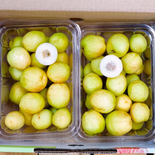 نبق سكري (سدر) (عبري)