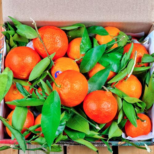 مندرين سوبر سكري