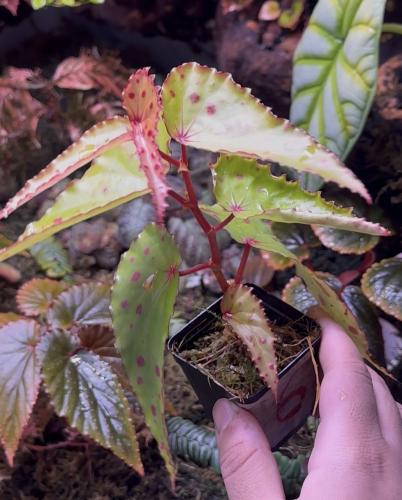 Begonia Amphioxus × Malachosticta