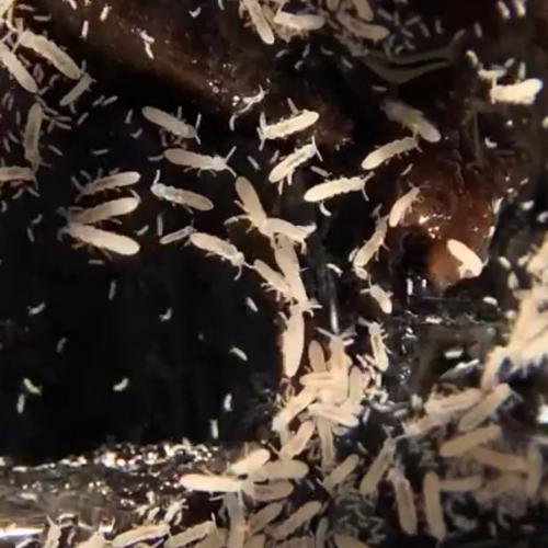 سبرنق تيل Springtail