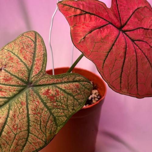 نبات الكلاديوم (Caladium)