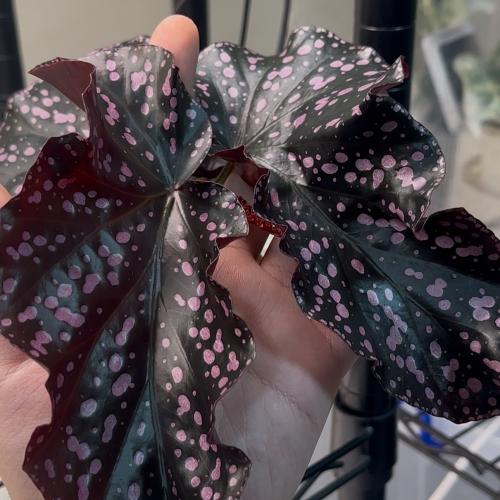 begonia