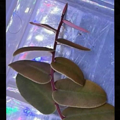 #marcgravia -مكغرافيا