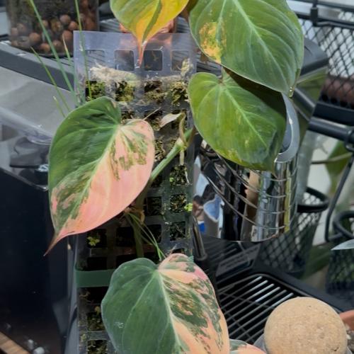 philodendronmicansvariegated