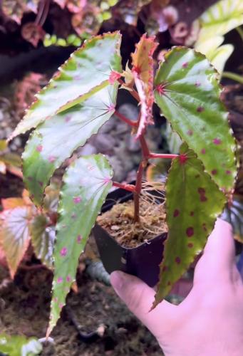 Begonia Amphioxus × Malachosticta