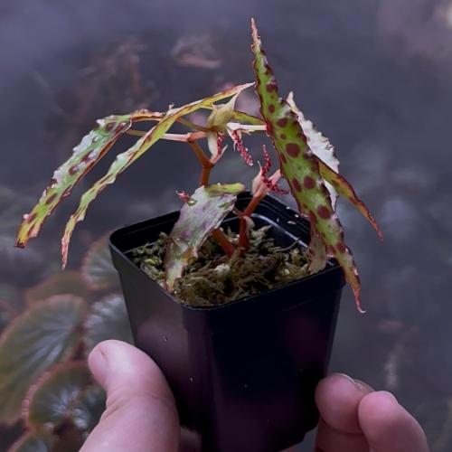 #begoniaamphioxus