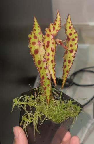 #begoniaamphioxus