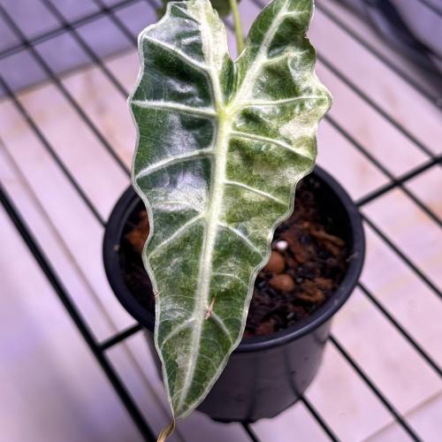 Alocasiaamazonicavariegated
