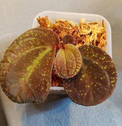 Sonerila sp. Borneo