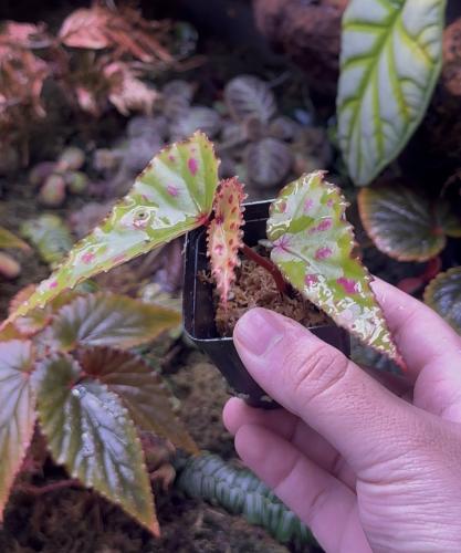 Begonia Amphioxus × Malachosticta