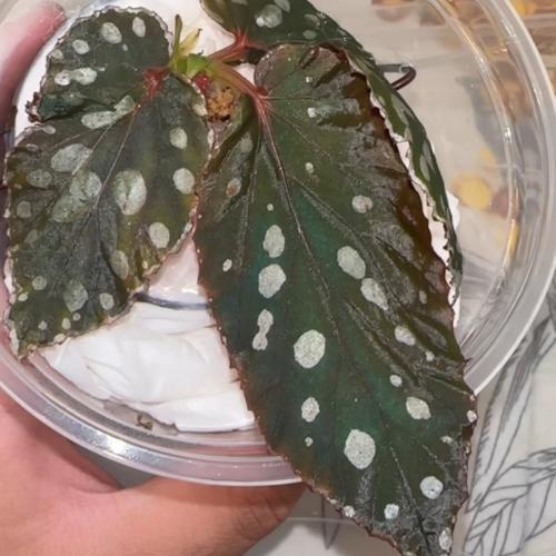 Begonia sp. Kalimantan