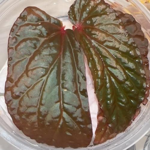 Begonia Black Blood