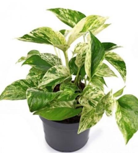 ابيبريمنيوم ماربل كوين - Epipremnum Pothos Marble...