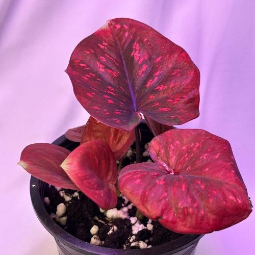 نبات الكلاديوم (Caladium)