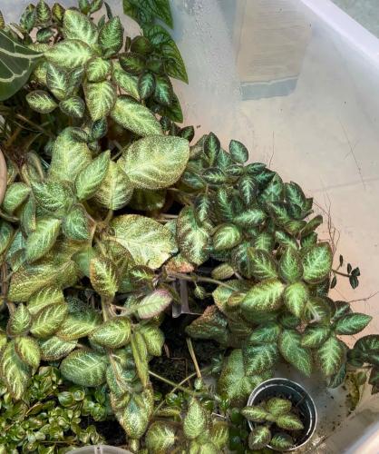 Episcia
