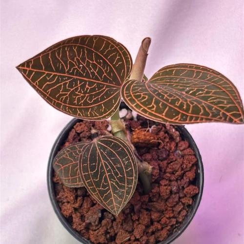 نبتة الجوهرة (Jewel Orchid)