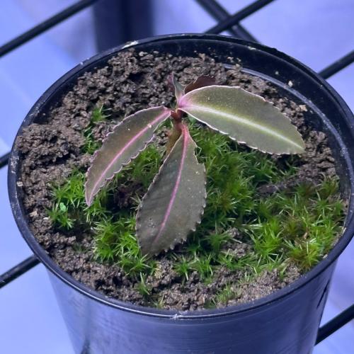 labisia