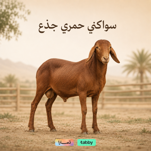 سواكني حمري جذع تربية محلية