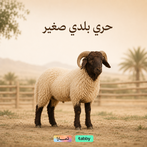 حري بلدي صغير