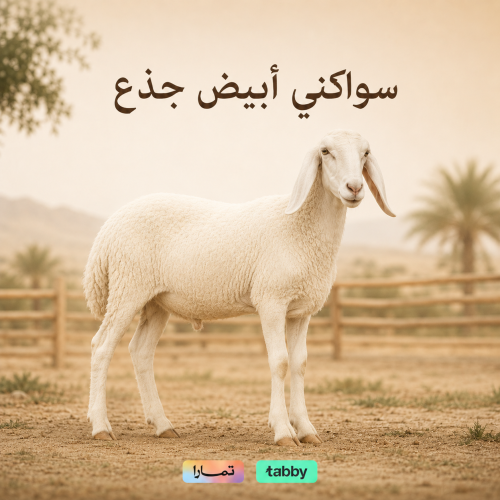 سواكني أبيض جذع تربية