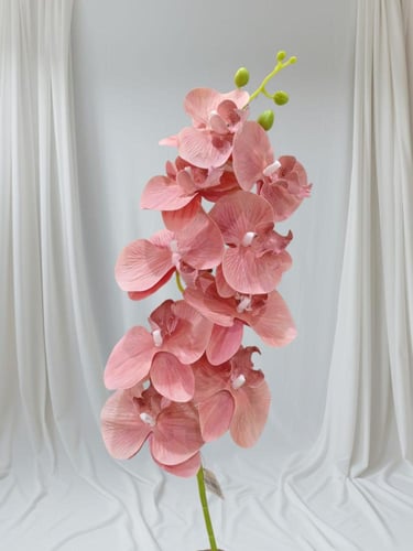 ورد الأوركيد… أناقة استثنائية بألوان متعددة، يعبّر...