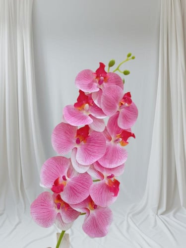 ورد الأوركيد… أناقة استثنائية بألوان متعددة، يعبّر...