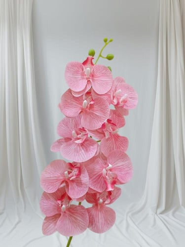 ورد الأوركيد… أناقة استثنائية بألوان متعددة، يعبّر...