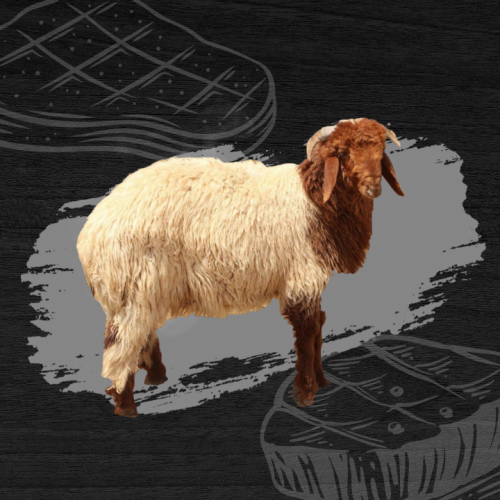 نعيمي جذع ٢٥-٢٧ كيلو