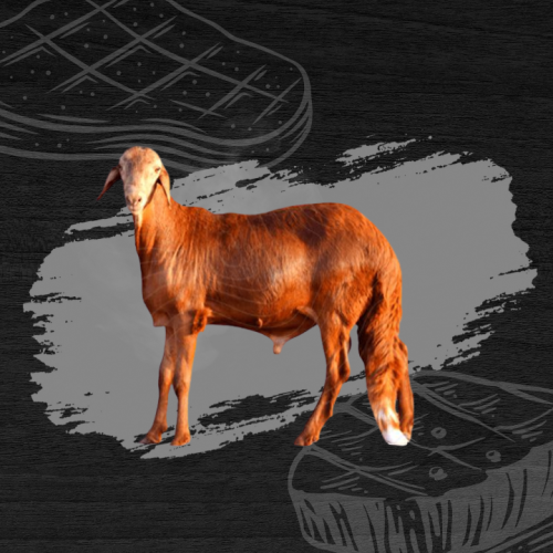 سواكني جبر فاخر ٣٠-٣٥ كيلو