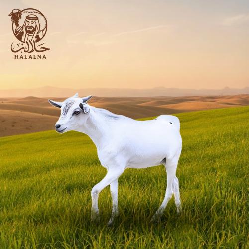 تيس مرابي (كبير) ( 9-11) كيلو