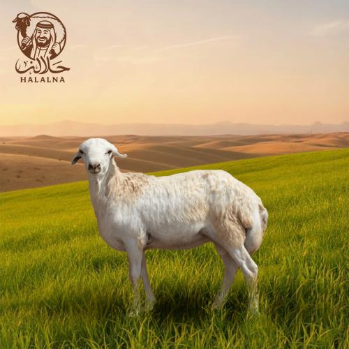 رفيدي هرفي مرابي (وسط) 11-13 كيلو