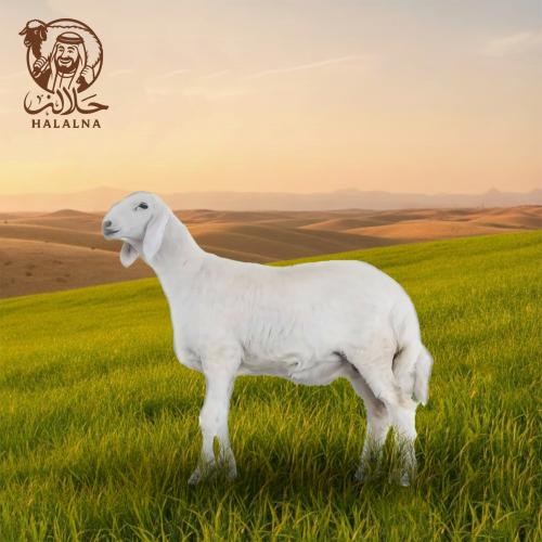 حري بلدي (صغير) (12-14) كيلو